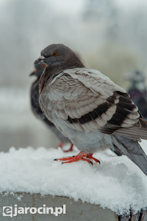 Park Radolińskich w zimowe odsłonie