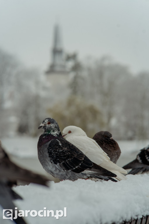 Park Radolińskich w zimowe odsłonie