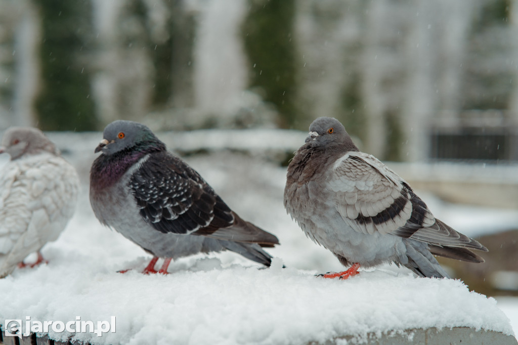 Park Radolińskich w zimowe odsłonie