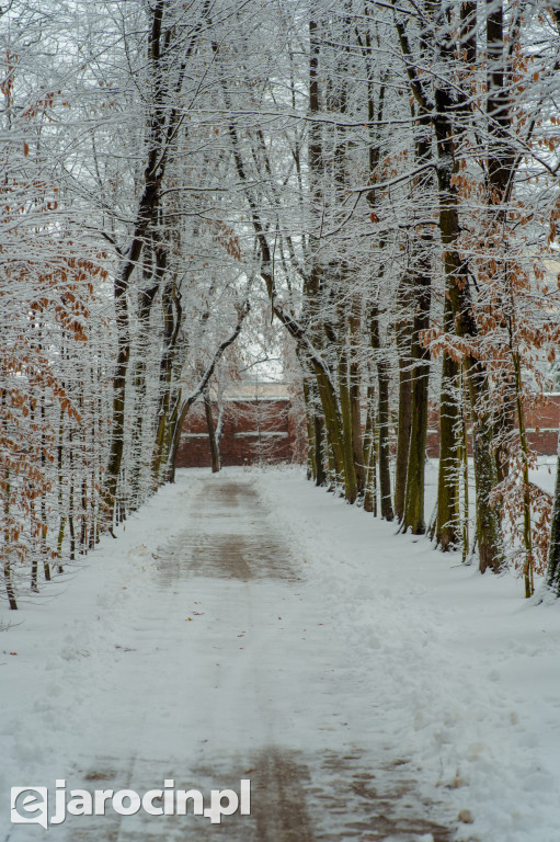 Park Radolińskich w zimowe odsłonie