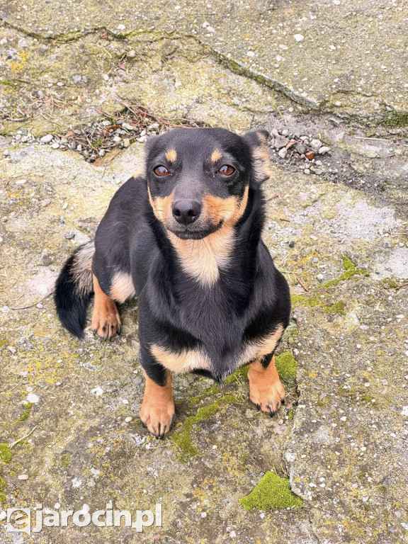 Mieszków połączył siły: park uprzątnięty, droga bezpieczniejsza, pomoc dla schroniska