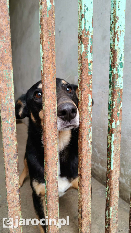 Policja i Inspekcja Weterynaryjna skontrolowały schronisko w Radlinie