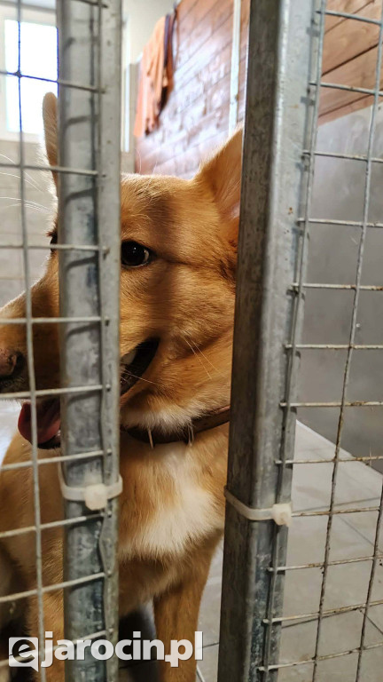 Policja i Inspekcja Weterynaryjna skontrolowały schronisko w Radlinie