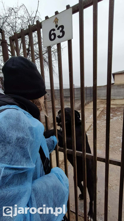 Policja i Inspekcja Weterynaryjna skontrolowały schronisko w Radlinie