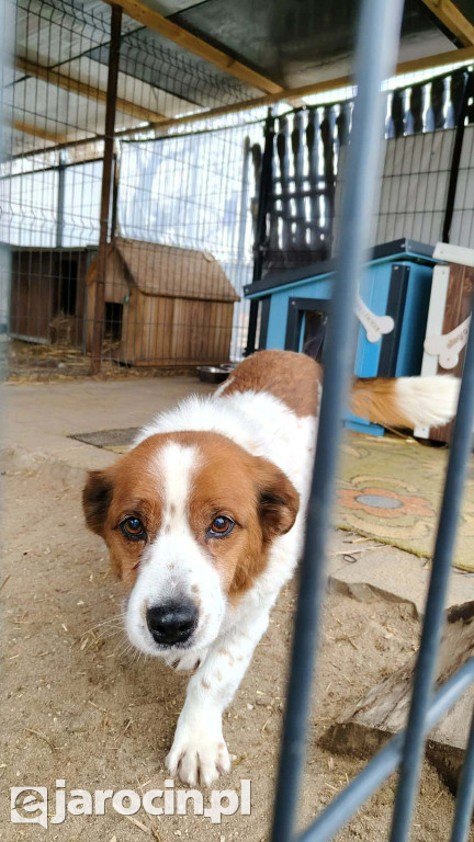 Policja i Inspekcja Weterynaryjna skontrolowały schronisko w Radlinie