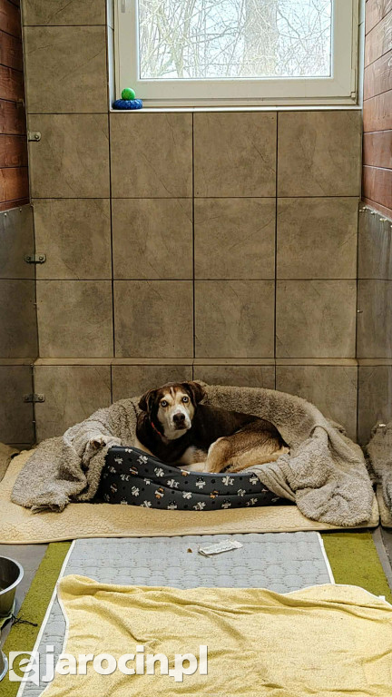 Policja i Inspekcja Weterynaryjna skontrolowały schronisko w Radlinie