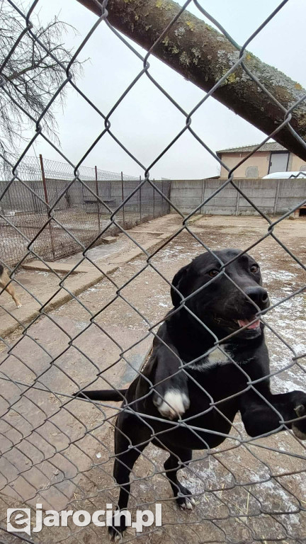 Policja i Inspekcja Weterynaryjna skontrolowały schronisko w Radlinie
