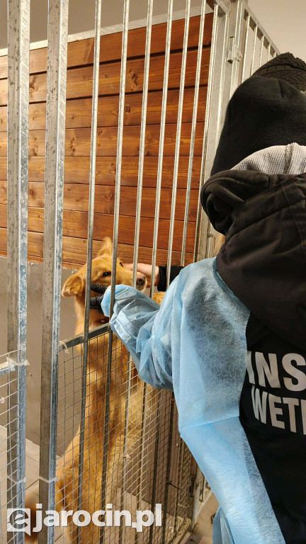 Policja i Inspekcja Weterynaryjna skontrolowały schronisko w Radlinie