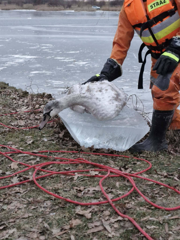 Łabędź uratowany na Zalewie w Roszkowie