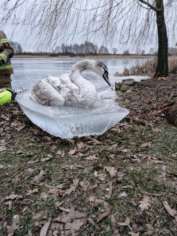Łabędź uratowany na Zalewie w Roszkowie
