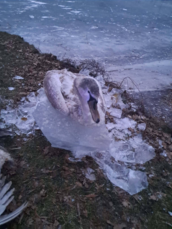 Łabędź uratowany na Zalewie w Roszkowie