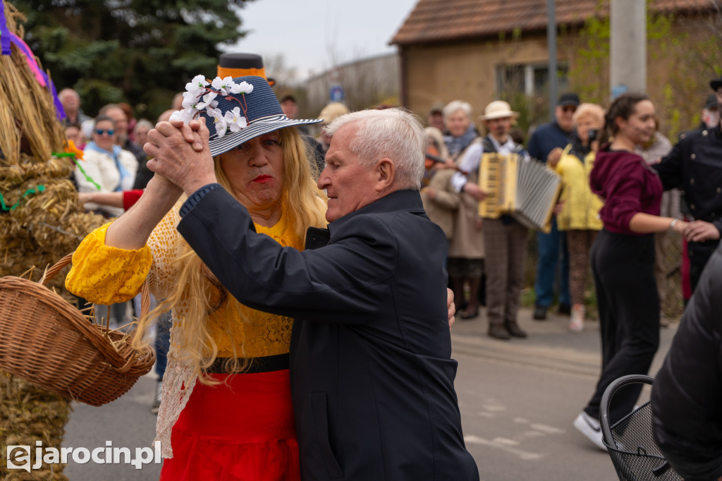 Niedźwiedzie ma Bogusławiu