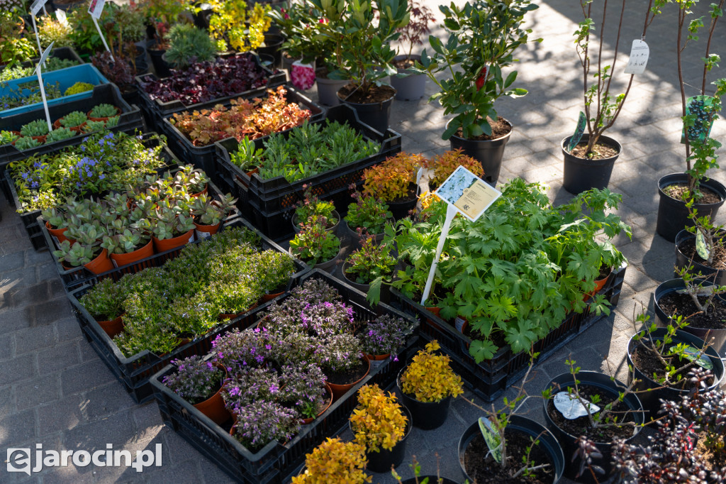 Kiermasz Ogrodniczy w JOK Jarocin