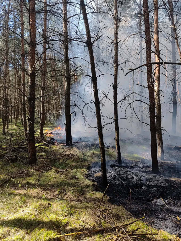 Pożar lasu między Bachorzewem a Hilarowem