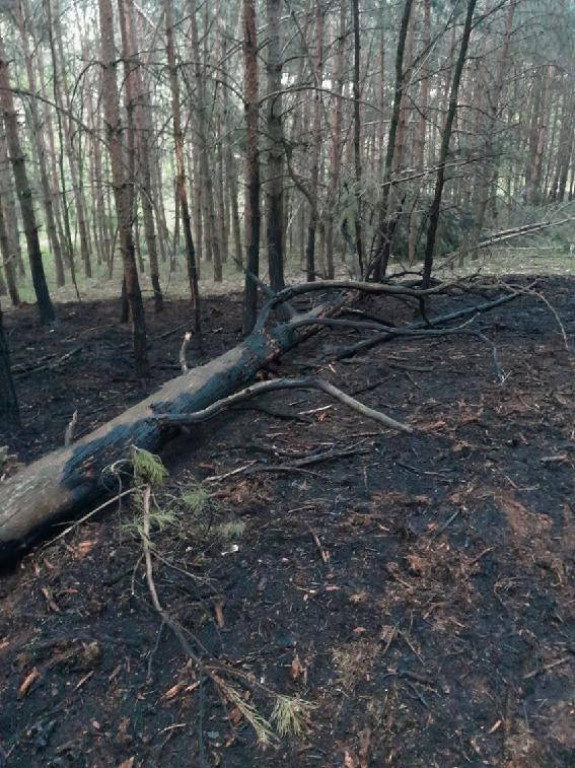 Pożar lasu między Bachorzewem a Hilarowem