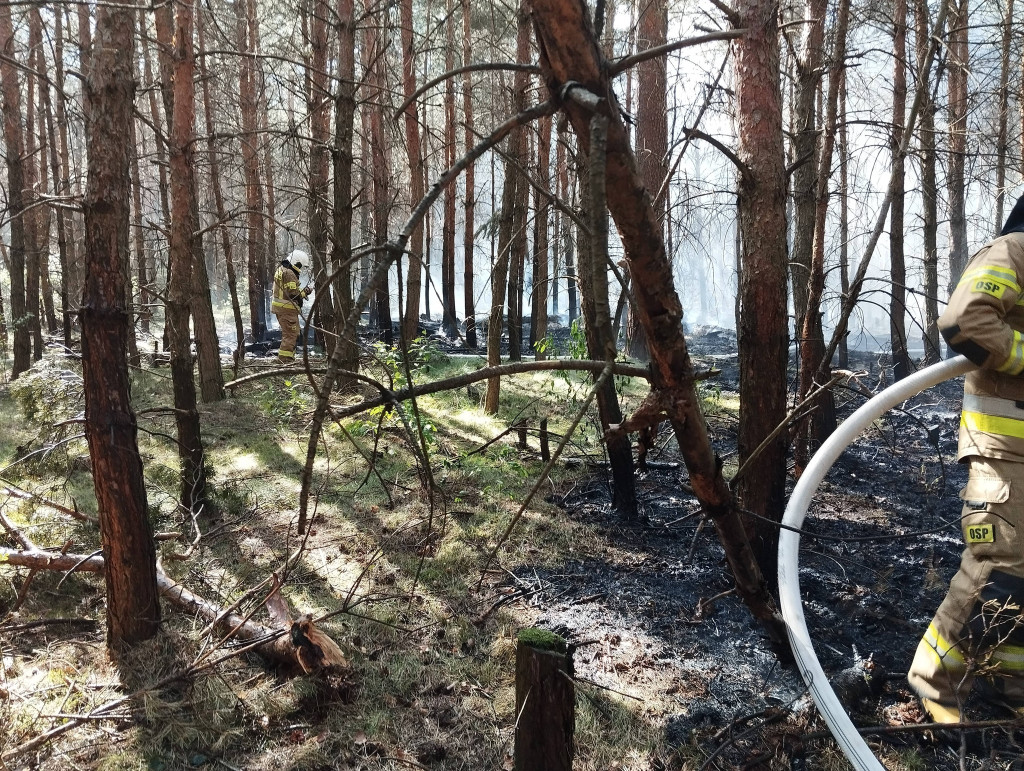 Pożar lasu między Bachorzewem a Hilarowem