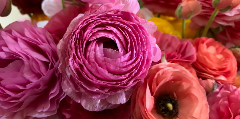 Jaskier azjatycki – co musisz wiedzieć zanim zdecydujesz się na uprawę tej rośliny