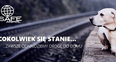 Zadbaj o bezpieczeństwo pupila. Gmina Jarocin oferuje darmową rejestrację...-13226