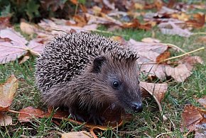 Dokąd tupta nocą jeż? Dowiemy się podczas spaceru po Parku Radolińskich-15618