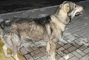 Brak szczepień i nadzoru, brak odpowiedzialności. Policja reaguje po ataku psów-15887