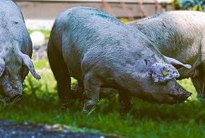 Horror na gospodarstwie w gminie Żerków. Blisko 80 zwierząt w skrajnych warunkach-16581