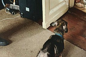 Pies i kot w tragicznym stanie. Interweniowała policja-16608