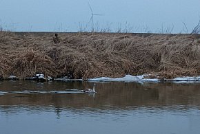Łabędź przymarznięty do tafli lodu. Udana interwencja OSP Dobieszczyzna (ZDJĘCIA)