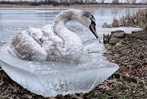 Strażacy ratują łabędzia na Zalewie. Apel do mieszkańców Jarocina (AKTUALIZACJA)