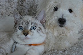 Nowe przepisy dla właścicieli zwierząt. Jedna rzecz zdecyduje o karze