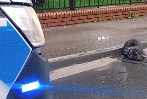 Zamiast lasu – miasto. Bóbr błąkał się po Jarocinie (ZDJĘCIA)