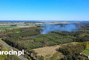 Wystarczyła chwila. Pożar młodnika między Bachorzewem a Hilarowem (ZDJĘCIA)