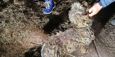 Dramatyczne warunki w gminie Jaraczewo. Policja odebrała trzy zaniedbane psy