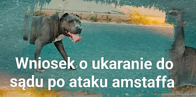 Seria agresywnych ataków psa w Jarocinie. Jest wniosek o odebranie zwierzęcia