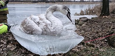 Strażacy ratują łabędzia na Zalewie. Apel do mieszkańców Jarocina (AKTUALIZACJA)