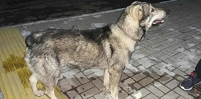 Brak szczepień i nadzoru, brak odpowiedzialności. Policja reaguje po ataku psów-15887