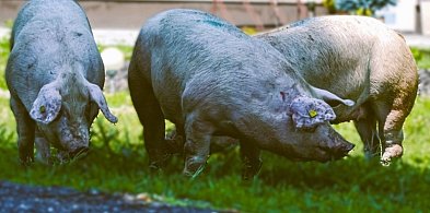 Horror na gospodarstwie w gminie Żerków. Blisko 80 zwierząt w skrajnych warunkach-16581