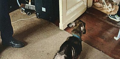 Pies i kot w tragicznym stanie. Interweniowała policja-16608