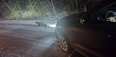 Auto zawisło na drzewie. Poważne utrudnienia na drodze Szypłów–Mieszków (ZDJĘCIA)-16795