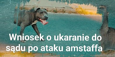 Seria agresywnych ataków psa w Jarocinie. Jest wniosek o odebranie zwierzęcia