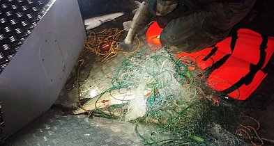 Mały rekord Polski nad zalewem. 1,3 km sieci kłusowniczej w Roszkowie-16431