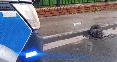 Zamiast lasu – miasto. Bóbr błąkał się po Jarocinie (ZDJĘCIA)