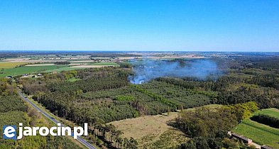 Wystarczyła chwila. Pożar młodnika między Bachorzewem a Hilarowem (ZDJĘCIA)