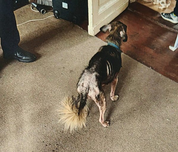 Pies i kot w tragicznym stanie. Interweniowała policja-16608