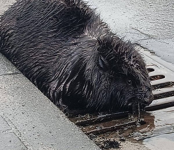 Zamiast lasu – miasto. Bóbr błąkał się po Jarocinie (ZDJĘCIA)