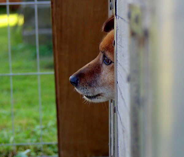 Nowe obowiązki dla właścicieli zwierząt. Sejm przyjął ważne przepisy