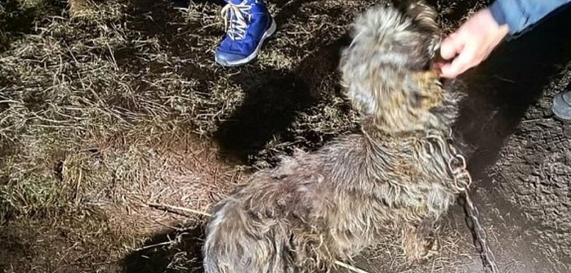 Dramatyczne warunki w gminie Jaraczewo. Policja odebrała trzy zaniedbane psy