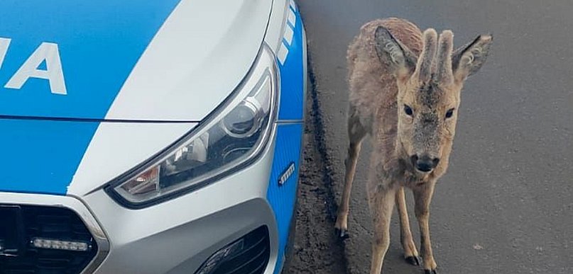 Niecodzienne zgłoszenie do jarocińskiej policji. Chodziło o… koziołka (ZDJĘCIE)