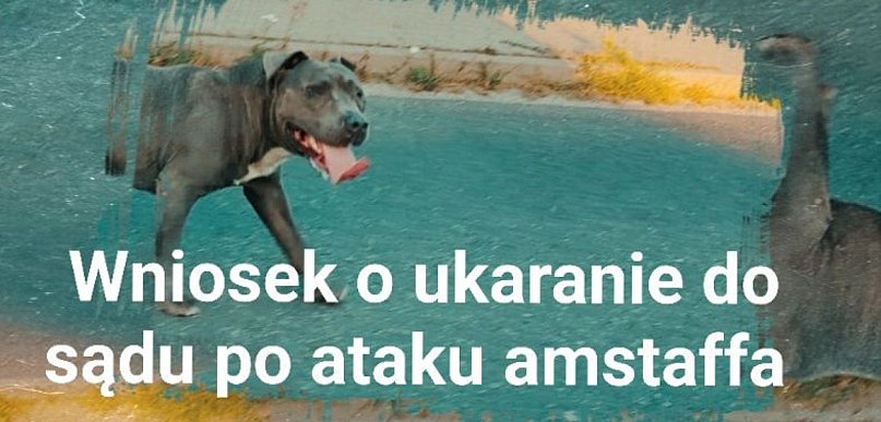 Seria agresywnych ataków psa w Jarocinie. Jest wniosek o odebranie zwierzęcia