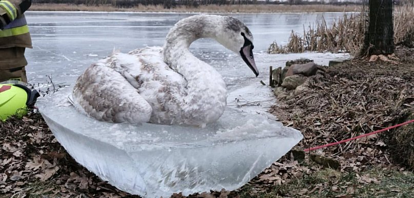 Strażacy ratują łabędzia na Zalewie. Apel do mieszkańców Jarocina (AKTUALIZACJA)