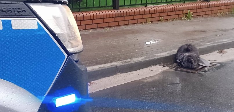 Zamiast lasu – miasto. Bóbr błąkał się po Jarocinie (ZDJĘCIA)